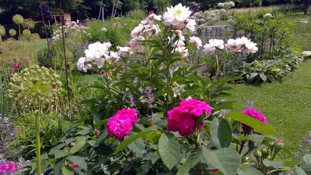 Sommerzeit: Während die Pfingstrose im Abblühen ist, öffnen sich die ersten Blüten der Rose Rose de Resht