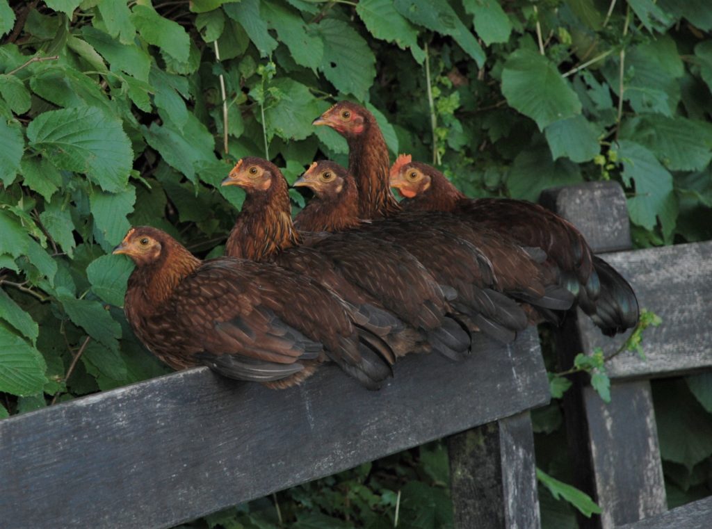 Kuscheln bei den Hühnern