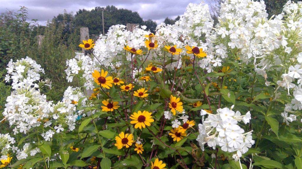Sommerlich Blütenwogen mit weißem Phlox und Sonnenauge.