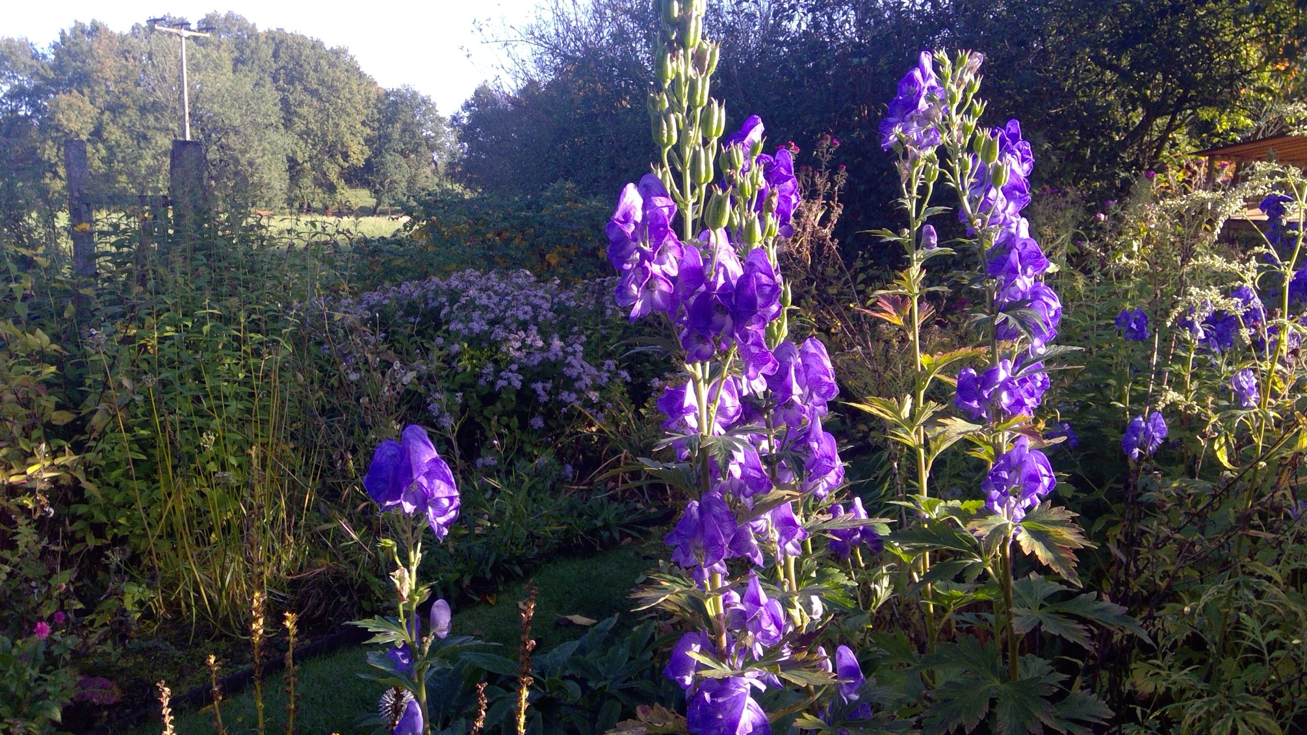 Die blauen Blüten des Eisenhut fangen letzte Sonnenstrahlen ein.